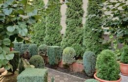  Casa individuala 180 mp, teren 250 mp, Marasti