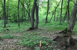 Teren intravilan, 1300 mp, Faget 