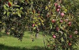 Teren intravilan, 1000 mp, Masca, comuna Iara