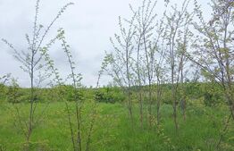 Teren extravilan, 961 mp, utilitati in zona , Valea Chintaului