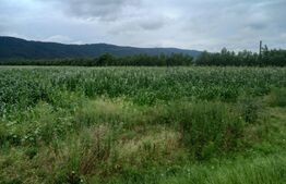 Teren in Iclod, suprafata 10000mp