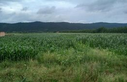 Teren in Iclod, suprafata 10000mp