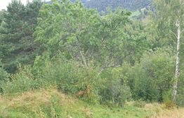 Teren 6.077 mp, Moieciu Pestera