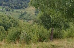 Teren 6.077 mp, Moieciu Pestera