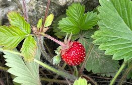 Casa deosebita cu 6 camere, 156mp, Sacele - zona Turches teren mare