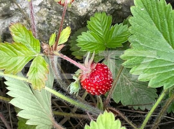 Casa de vânzare 6 camere Sacele - 149679CV | BLITZ Brașov | Poza18