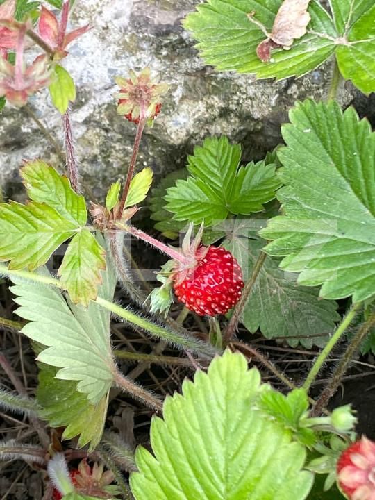 Casa de vânzare 6 camere Sacele - 149679CV | BLITZ Brașov | Poza18