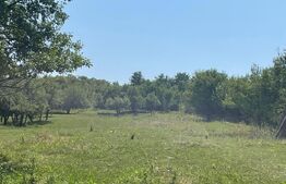 Teren intravilan, 3382 mp, front 24 ml, Corusu 