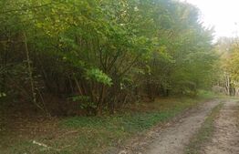 Teren extravilan 5029 mp, pasune impadurita, zona Lacul Micesti