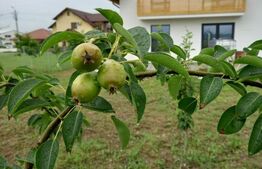 Casa individuala, 155 mp utili, 692 mp teren, Cornesti-Mihai Viteazu