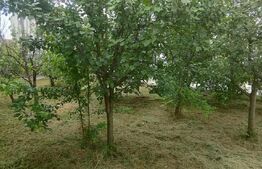 2 case individuale, 6 cam, 200 mp Sannicoara