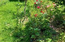 Casa de vacanta sau de locuit P+M de 96 mp, cu teren de 800 mp, Bran-Sohodol