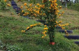 Casa de vacanta sau de locuit P+M de 96 mp, cu teren de 800 mp, Bran-Sohodol