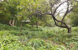 Casa in Rasnov, 90 mp2, teren 1000mp.