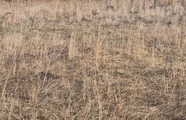 Teren intravilan Sanpetru- 811mp o parcela -sunt 3 parcele, front 18 m liniari 