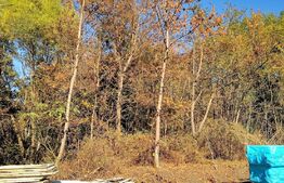 De vanzare casa indviduala, liziera de padure, Campenesti