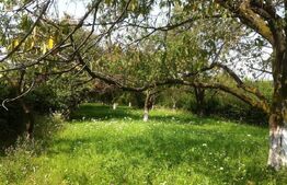 Teren extravilan de 3200 mp, Tropini!