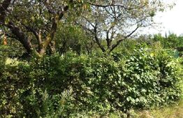 Teren extravilan de 3200 mp, Tropini!