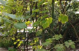 Casa 134 mp, 700 mp teren, Dambul Rotund