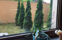 Garsoniera cu gradina intr-o zona pitoreasca din cartierul Schei!