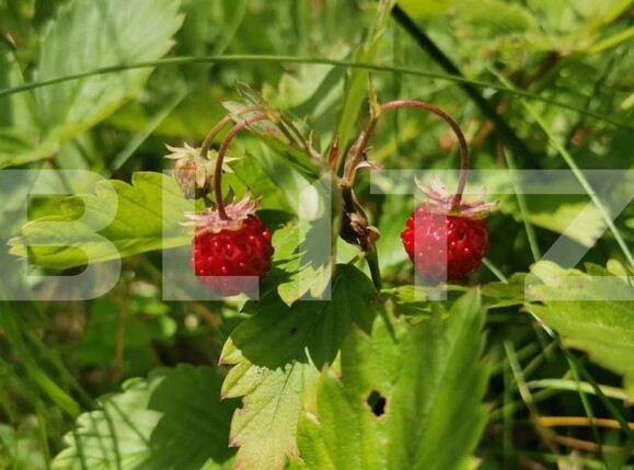 Casa de vânzare 2 camere Feleacu - 152328CV | BLITZ Cluj-Napoca | Poza7