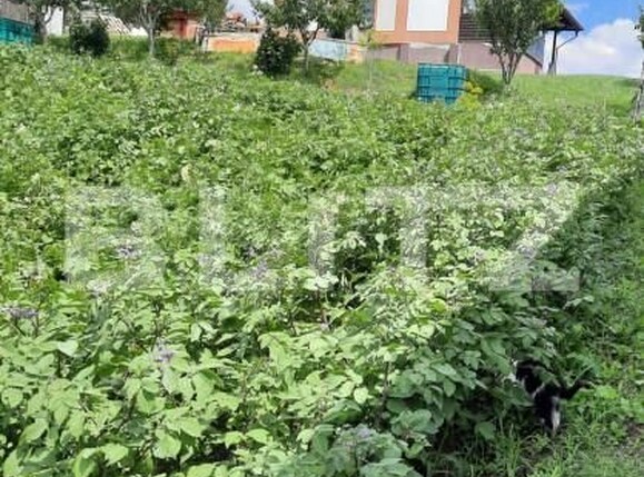 Casa de vânzare 3 camere Dambul Rotund - 153085CV | BLITZ Cluj-Napoca | Poza5