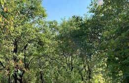 Investitie ! Teren intravilan 728 mp, Grigorescu ,panorama ! 