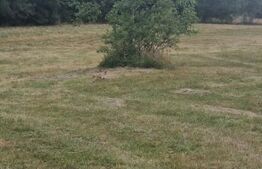 Teren 3 parcele intravilan , langa padure zona pitoreasca utilitati front