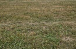 Teren 3 parcele intravilan , langa padure zona pitoreasca utilitati front