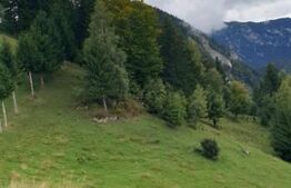 Teren 13.570 mp, Moieciu Pestera