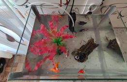 Casa de vanzare, 3212 mp teren, In Caianu-Vama!