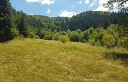 Teren Dambu Morii - 1200mp 