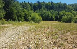 Teren Dambu Morii - 1200mp 