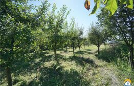 DDe vanzare casa, stadiu gri la interior, Stupini