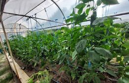 Casă 5 camere, 139 mp, cu 1487 mp teren, Dâmbul Rotund