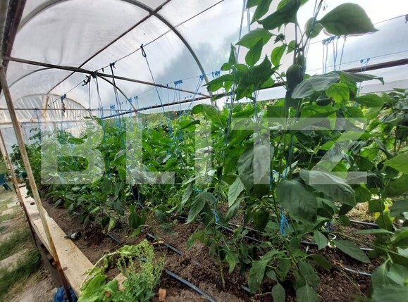 Casa de vânzare 5 camere Dambul Rotund - 156919CV | BLITZ Cluj-Napoca | Poza13