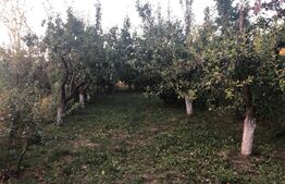 Casa 156mp, 1200mp teren, livada (Bod)