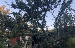 Casa 156mp, 1200mp teren, livada (Bod)