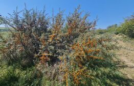 Teren extravilan 1,5 h  pentru investitie 