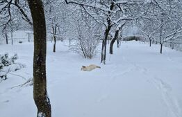 Casă individuală, 6 camere, Săcele, priveliste superbă