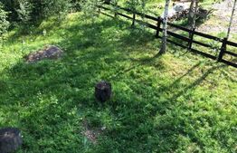 Cabana de vanzare Salaj, 405 mp teren, Sat Ciucea, 