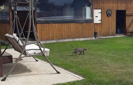 Vila - 5 camere, de vanzare, mobilata si utilata lux, in SANPETRU -Brasov 