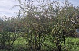 Oportunitate! Teren autorizabil casa cuplata, Faget/Europa!