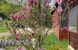 Cabana de lemn, 7 camere - afacere la cheie - Brasov