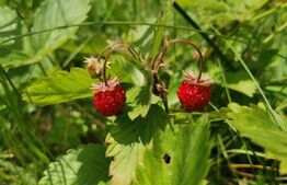 Teren 2143 mp, feleacu, intravilan, cu sura si casa demolabila