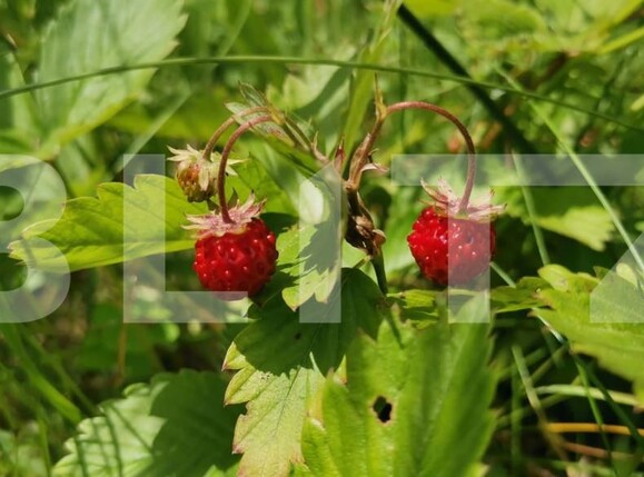 Teren de vânzare Feleacu - 159627TV | BLITZ Cluj-Napoca | Poza7