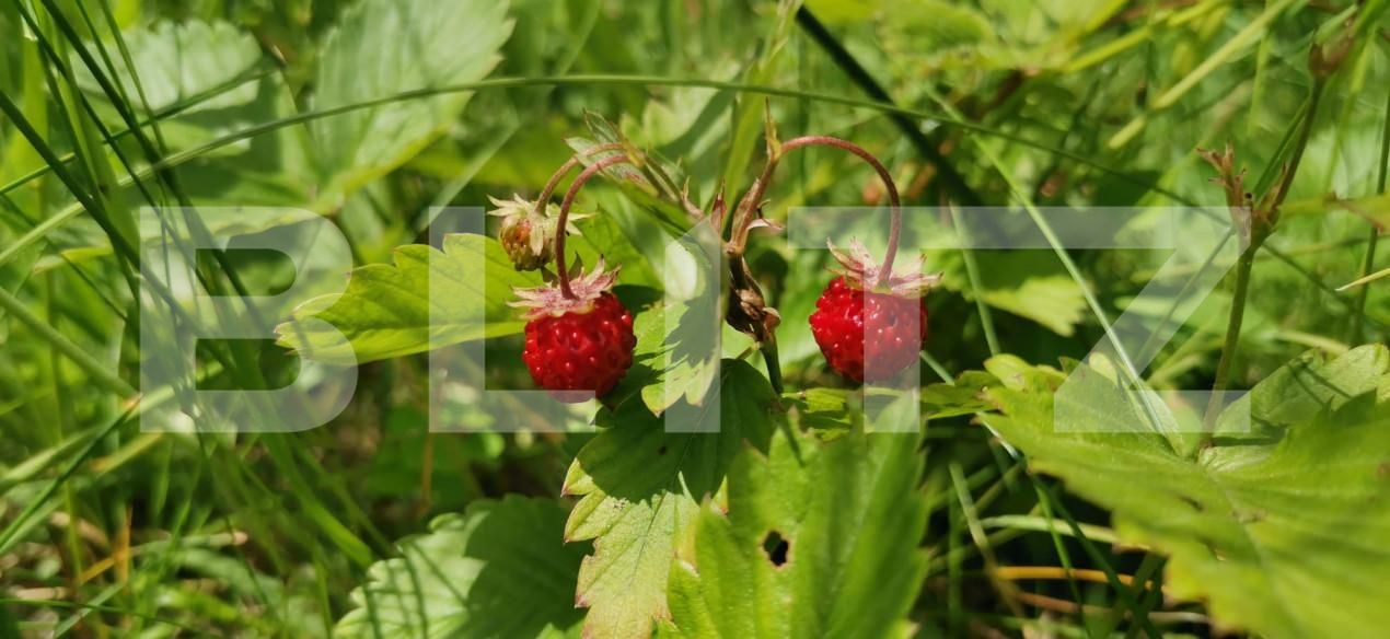 Teren de vânzare Feleacu - 159627TV | BLITZ Cluj-Napoca | Poza7