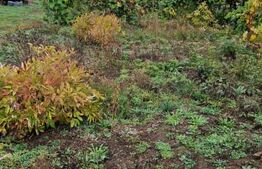 Casa in inima Brasovului sub munti, 1000 mp teren si  livada , 4 camere.