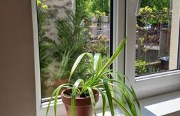 Casa individuala, 5 camere, curte, pentru locuit sau birou, Andrei Muresanu!