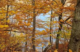 Teren extravilan 1200 mp, cu cabana, Tarnita, iesire la lac!